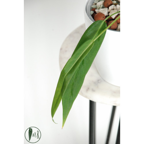 Anthurium pallidiflorum -