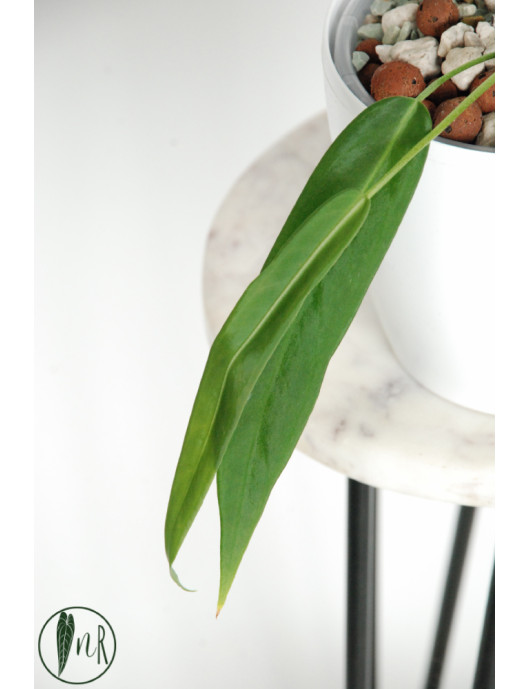 Anthurium pallidiflorum -