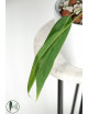 Anthurium pallidiflorum -