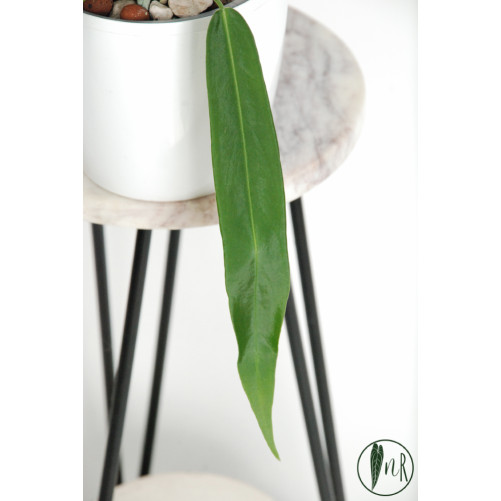 Anthurium pallidiflorum -