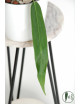 Anthurium pallidiflorum -