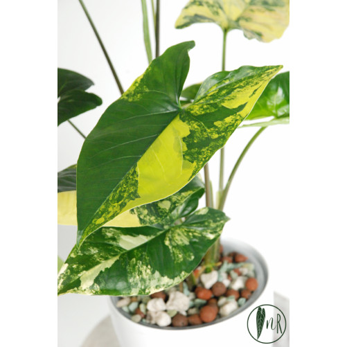 Syngonium aurea