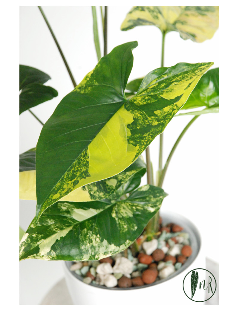 Syngonium aurea
