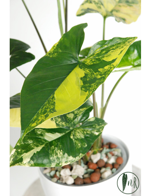 Syngonium aurea