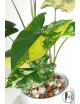 Syngonium aurea