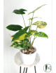 Syngonium aurea