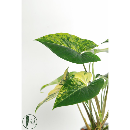Syngonium aurea