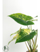 Syngonium aurea