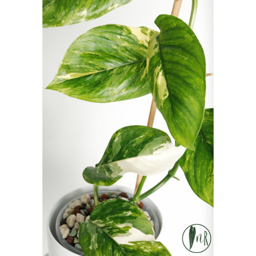 Monstera lechleriana