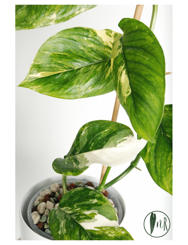 Monstera lechleriana