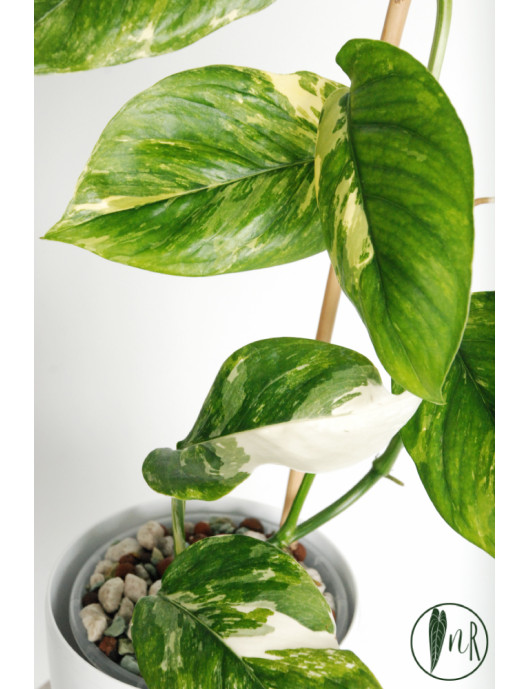 Monstera lechleriana