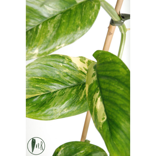 Monstera lechleriana
