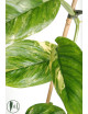 Monstera lechleriana