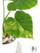 Alokazja gageana aurea