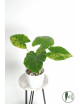Alokazja gageana aurea