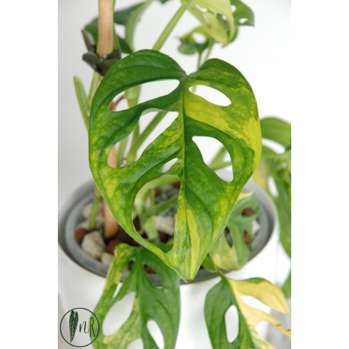 Monstera adansonii aurea