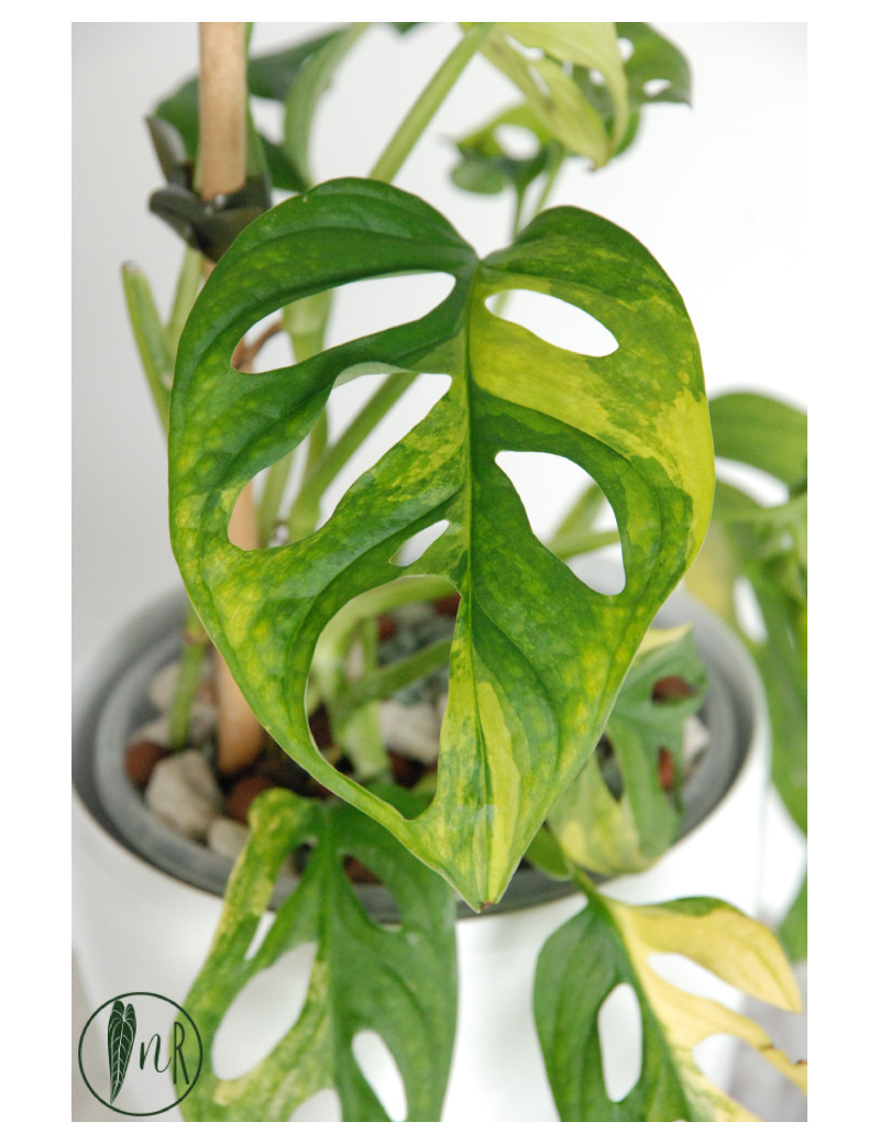 Monstera adansonii aurea