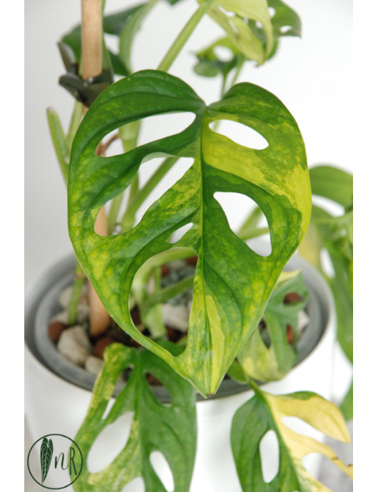 Monstera adansonii aurea