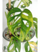 Monstera adansonii aurea