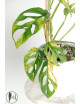 Monstera adansonii aurea