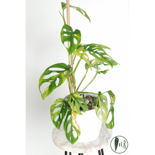 Monstera adansonii aurea