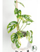 Monstera adansonii aurea