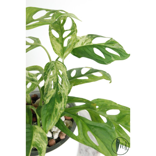 Monstera indonesian marble
