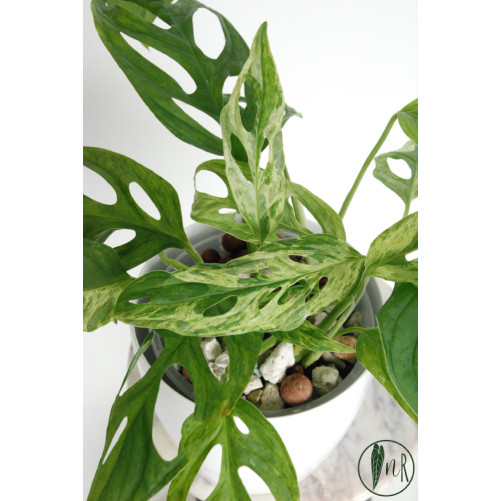 Monstera indonesian marble