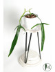 Philodendron paloraense