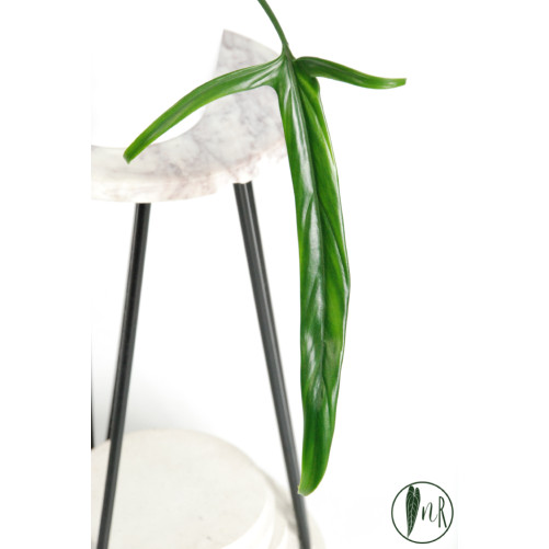 Philodendron paloraense
