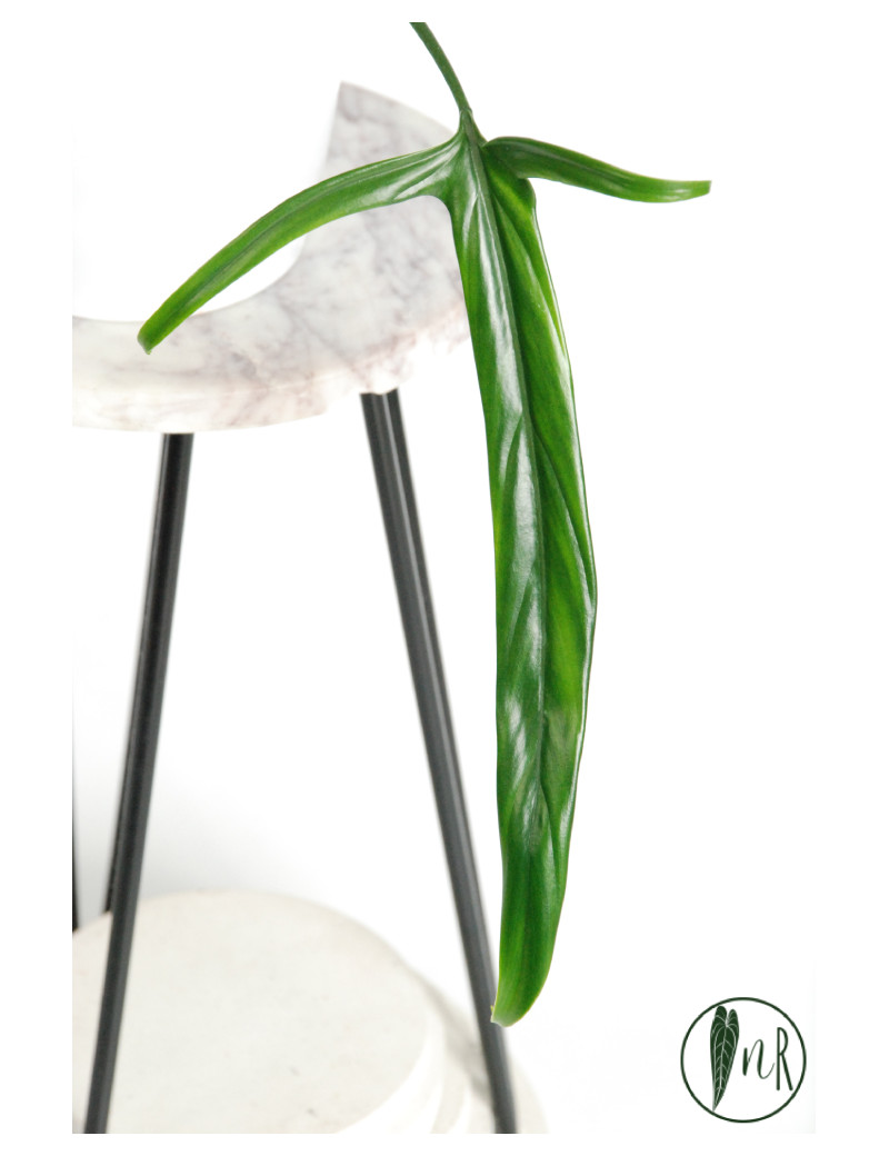 Philodendron paloraense