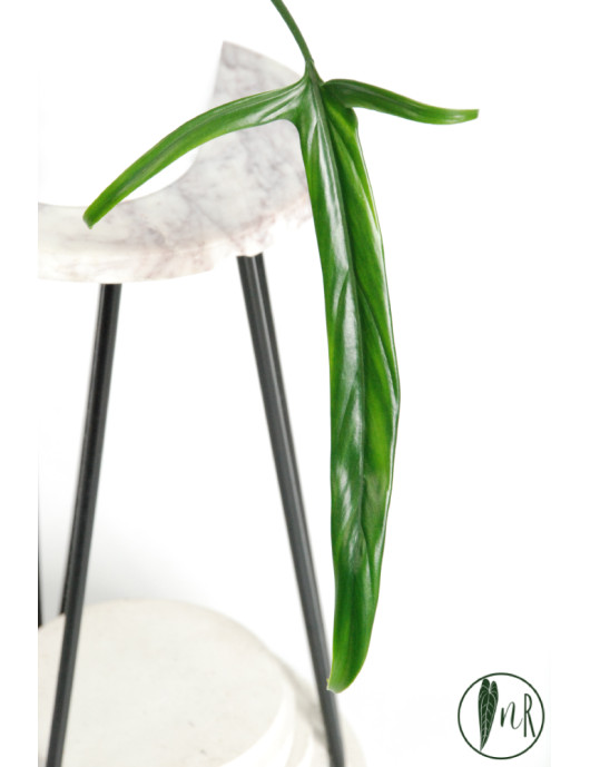 Philodendron paloraense