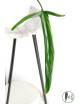 Philodendron paloraense