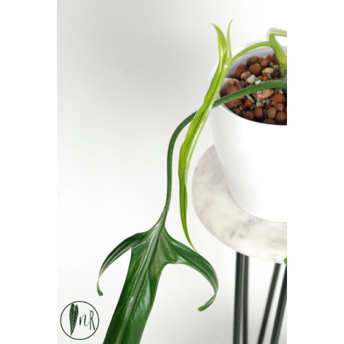 Philodendron paloraense
