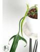 Philodendron paloraense