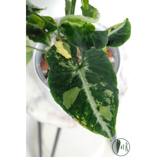 Syngonium scrambled eggs