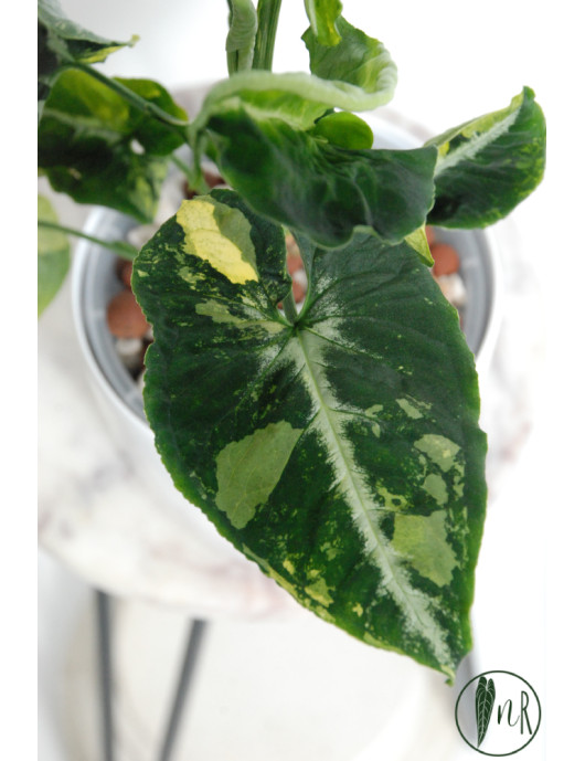 Syngonium scrambled eggs