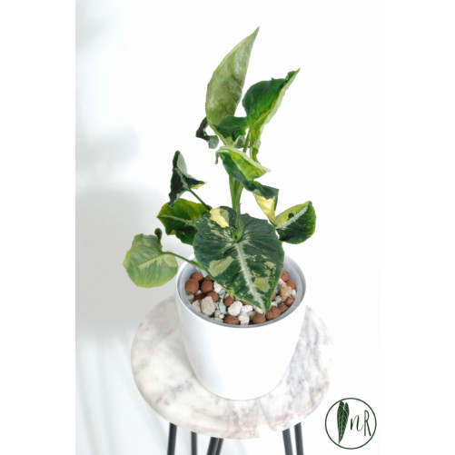 Syngonium scrambled eggs