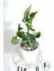 Syngonium scrambled eggs