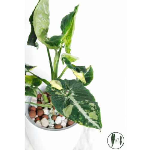 Syngonium scrambled eggs