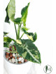 Syngonium scrambled eggs