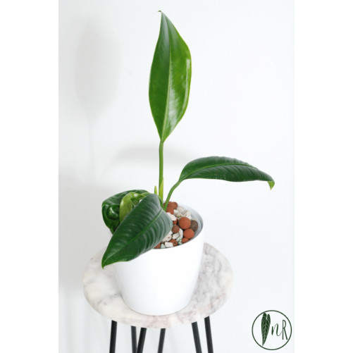 Anthurium pendens 5