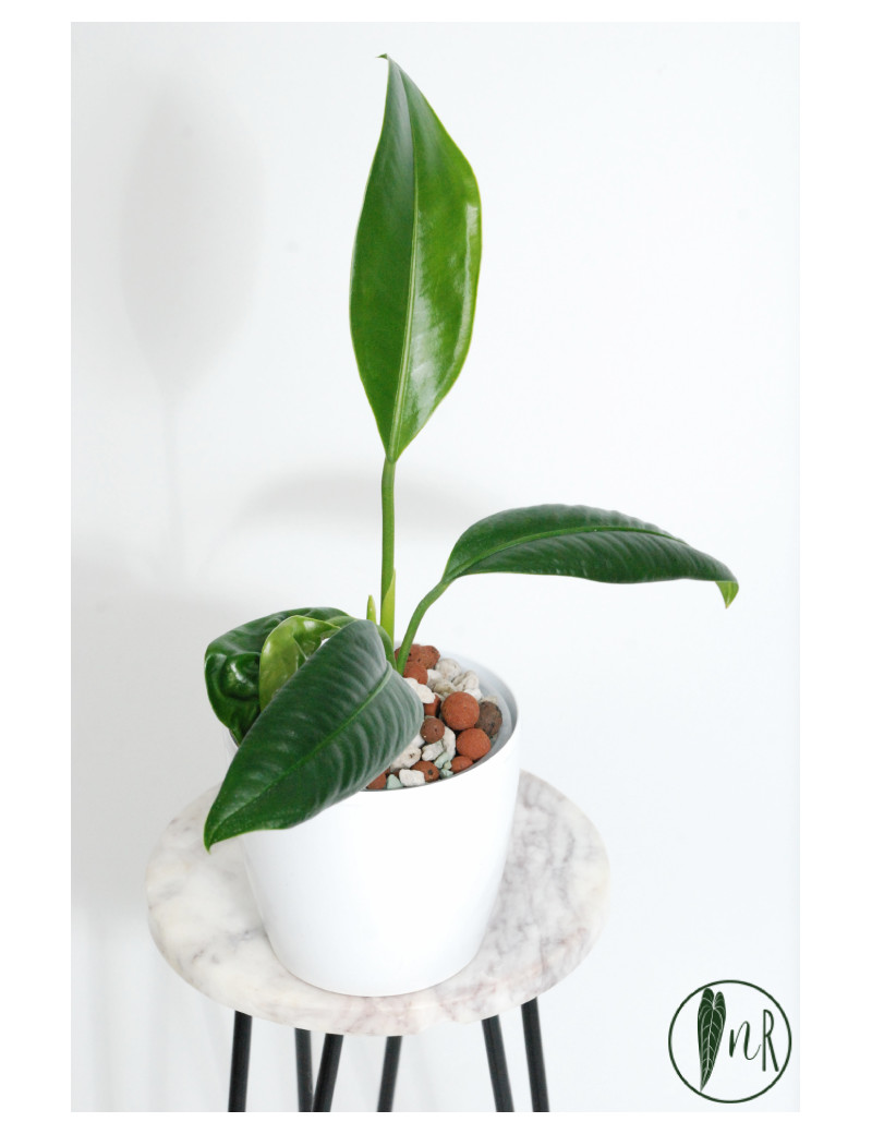Anthurium pendens 5
