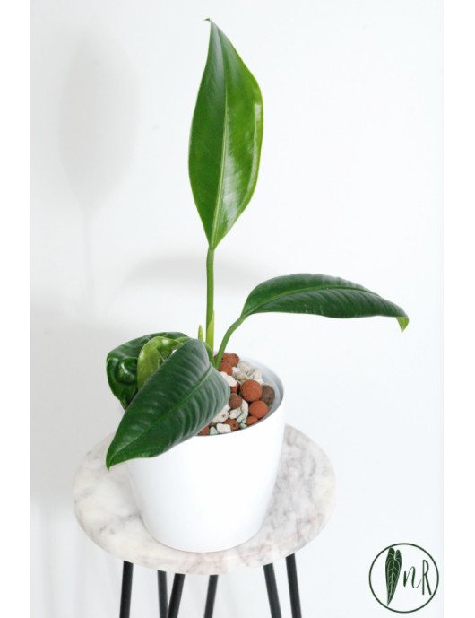 Anthurium pendens 5
