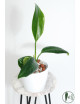 Anthurium pendens 5
