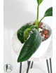 Anthurium pendens 5