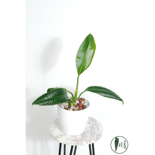 Anthurium pendens 5