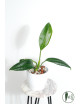Anthurium pendens 5