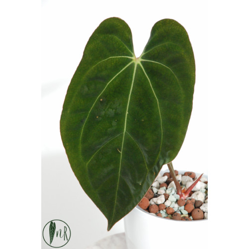 Anthurium papillilaminum x...