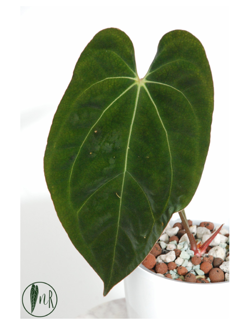 Anthurium papillilaminum x crystallinum IC
